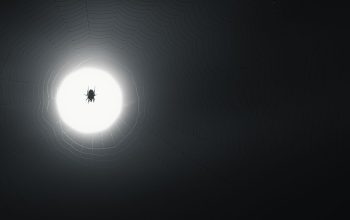 Nicolas Cage Spider-Noir